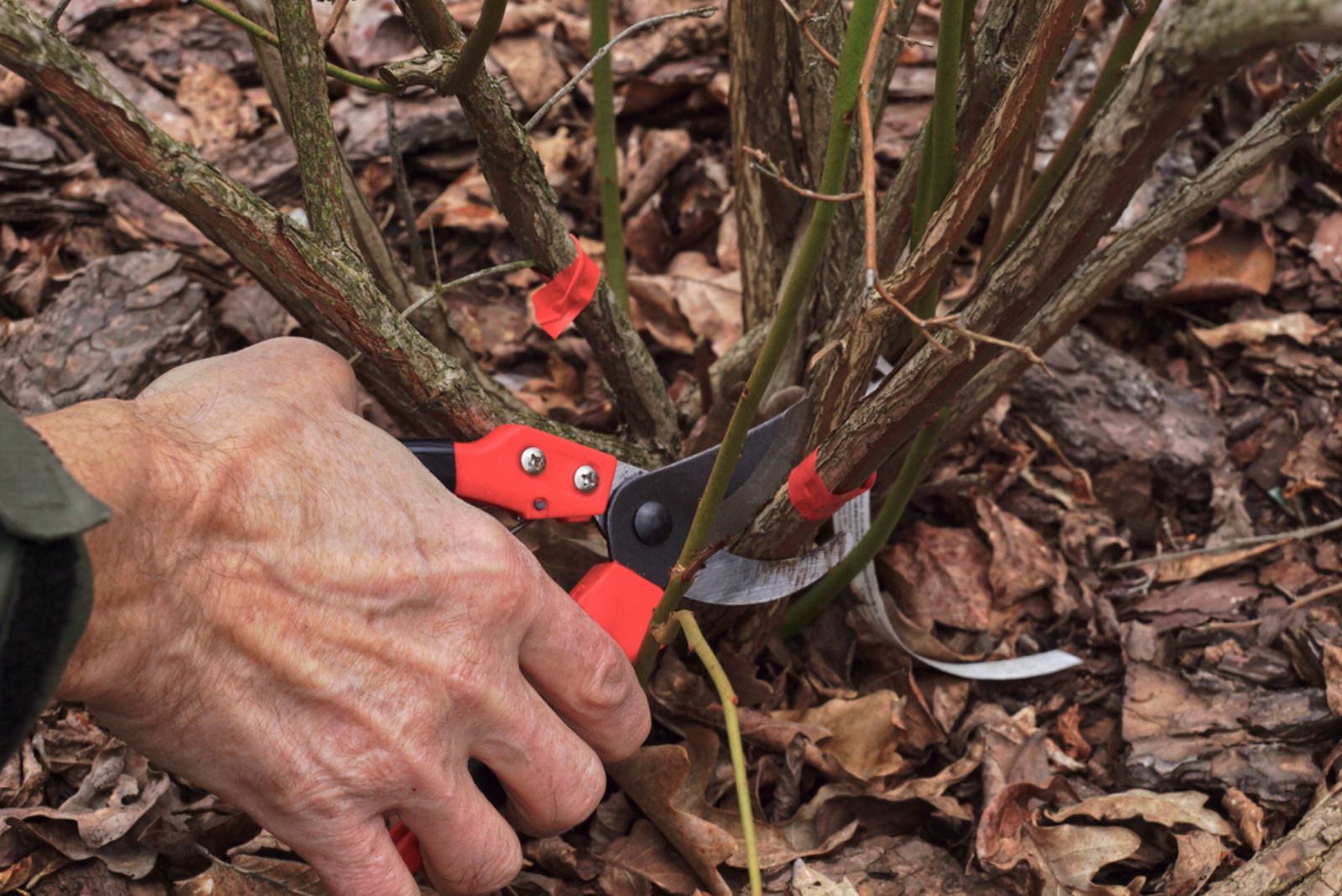 Pruning the blueberry bush