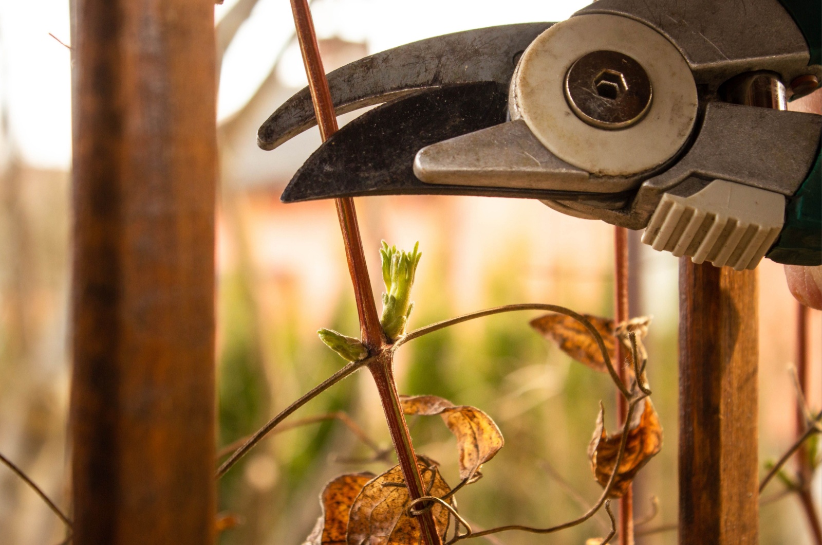 Pruning the clematis plant with secateurs