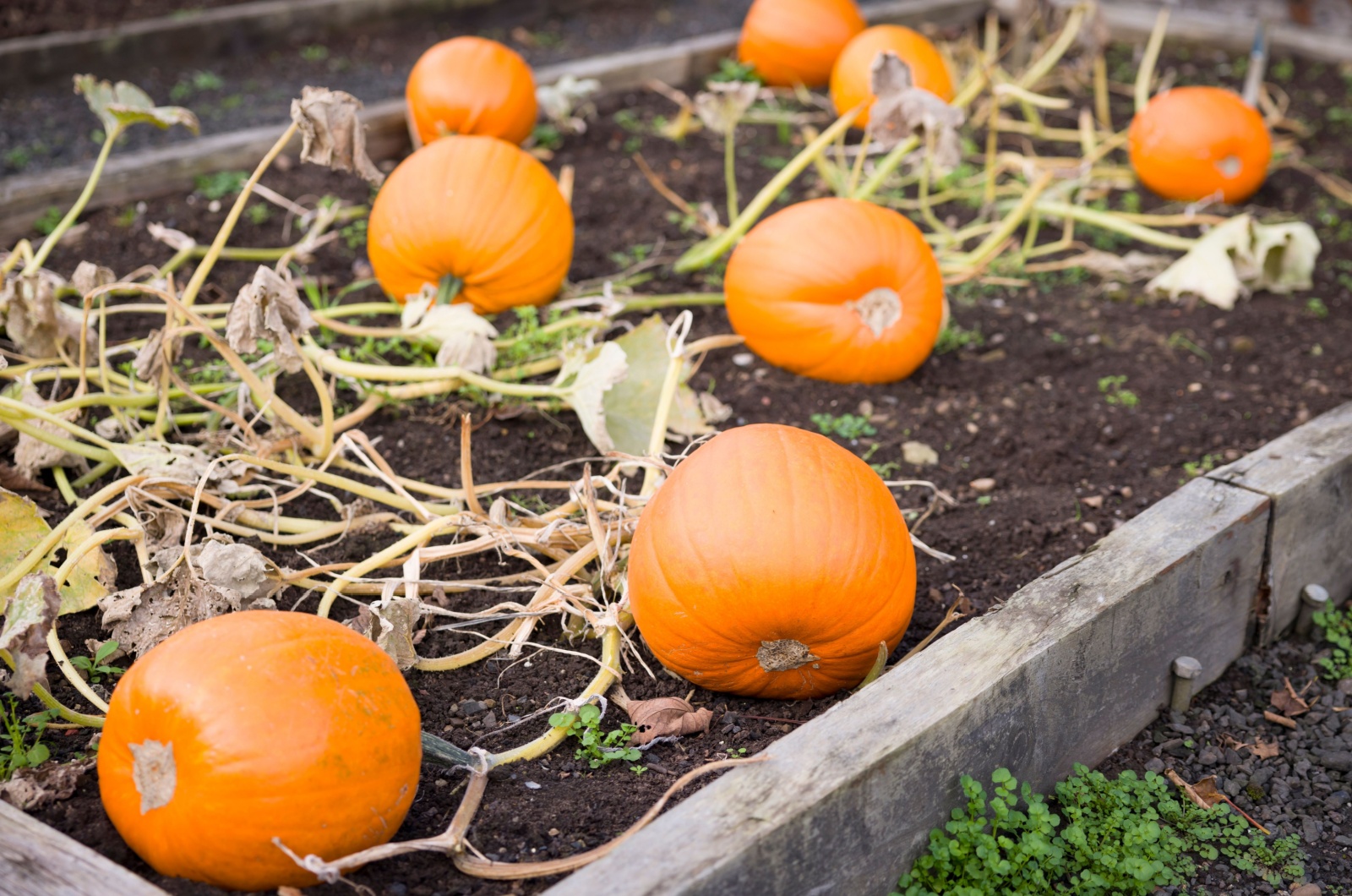 Pumpkins growing in raised bed