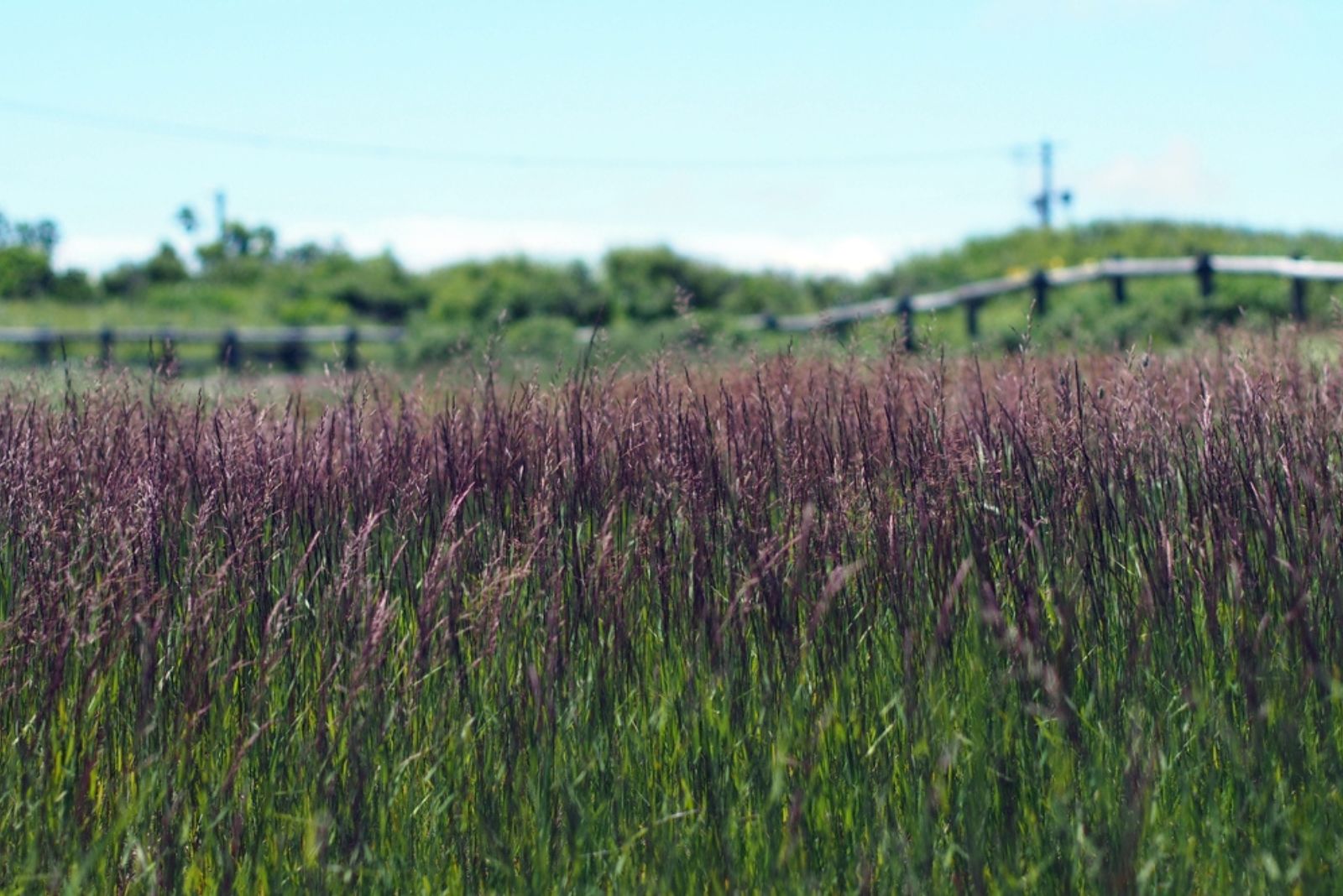 Purple Moor Grass