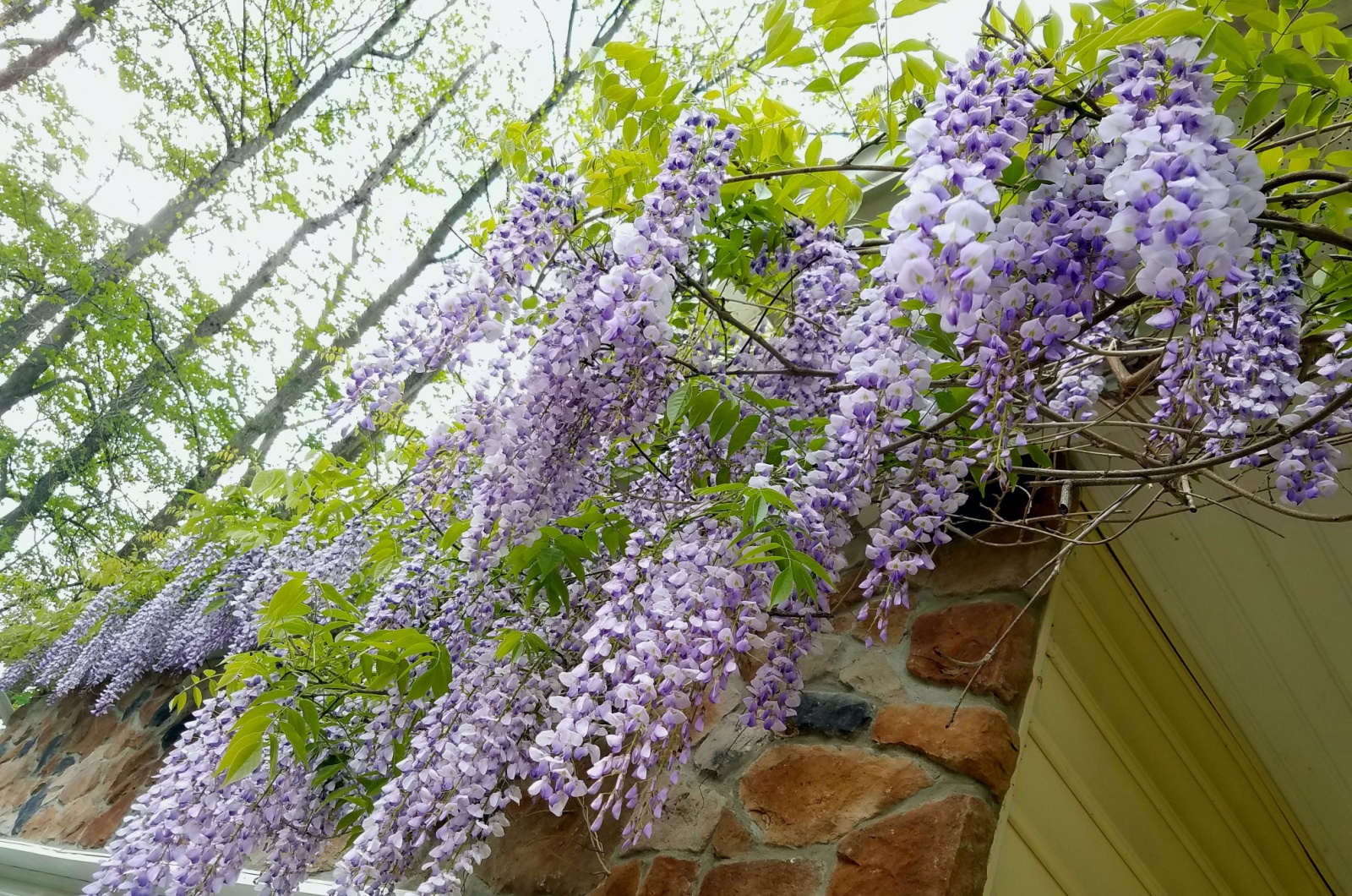 Purple wisteria