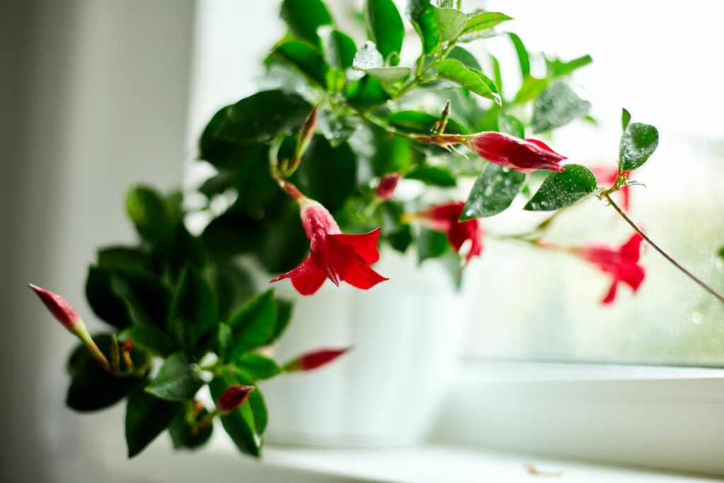 Red Dipladenia flower growing in the pot on the windowsill at home