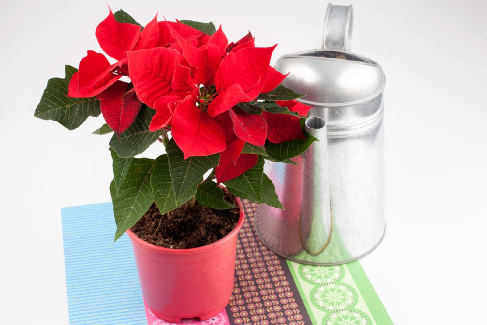 Red poinsettia plant and a watering can for watering