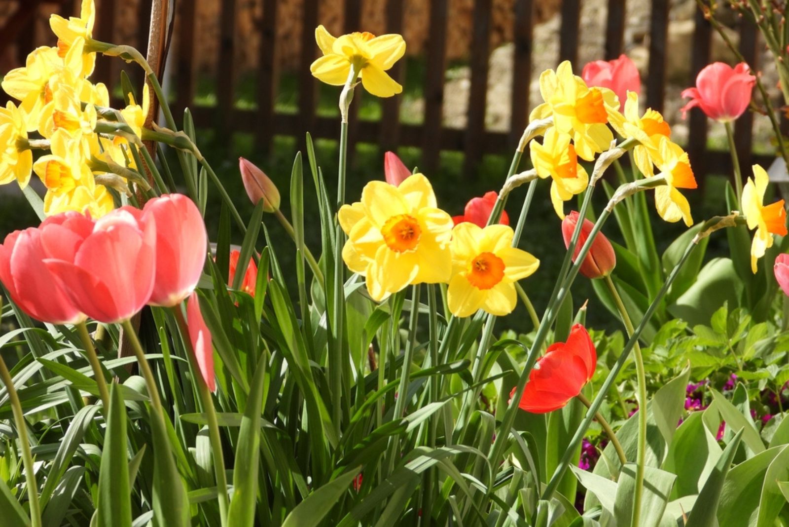 Red tulips and yellow daffodils in a flower bed