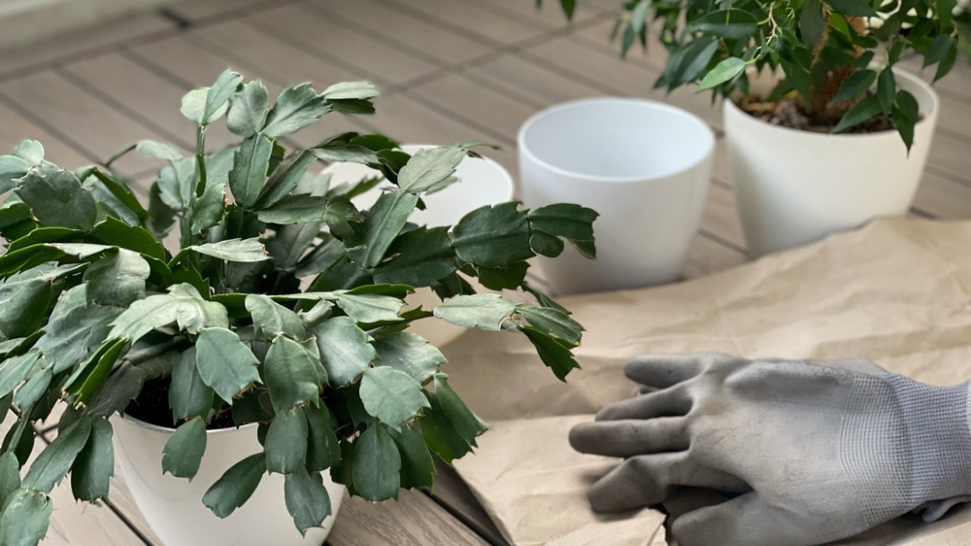 repoting christmas cactus