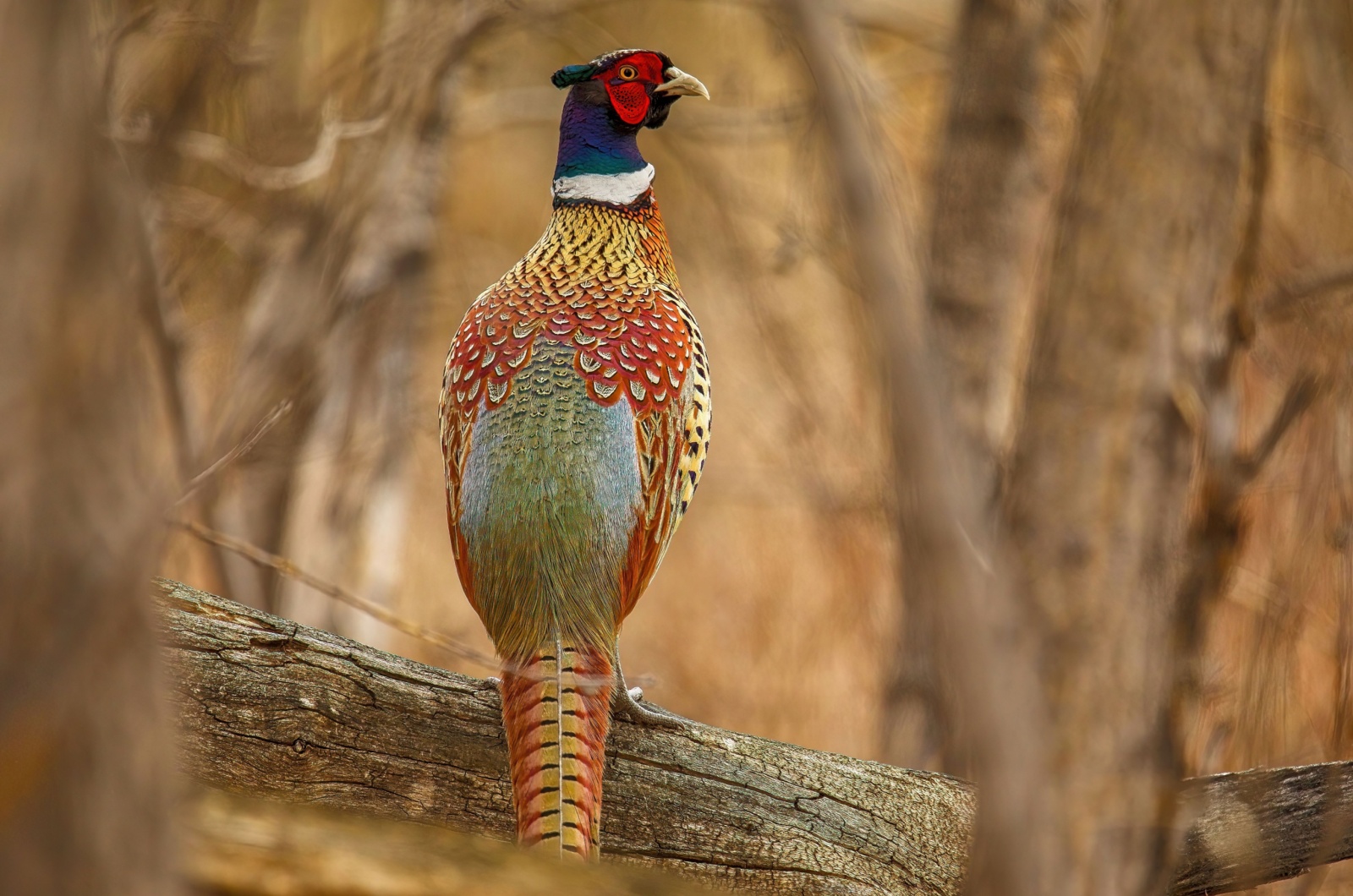 Ring-necked Pheasant