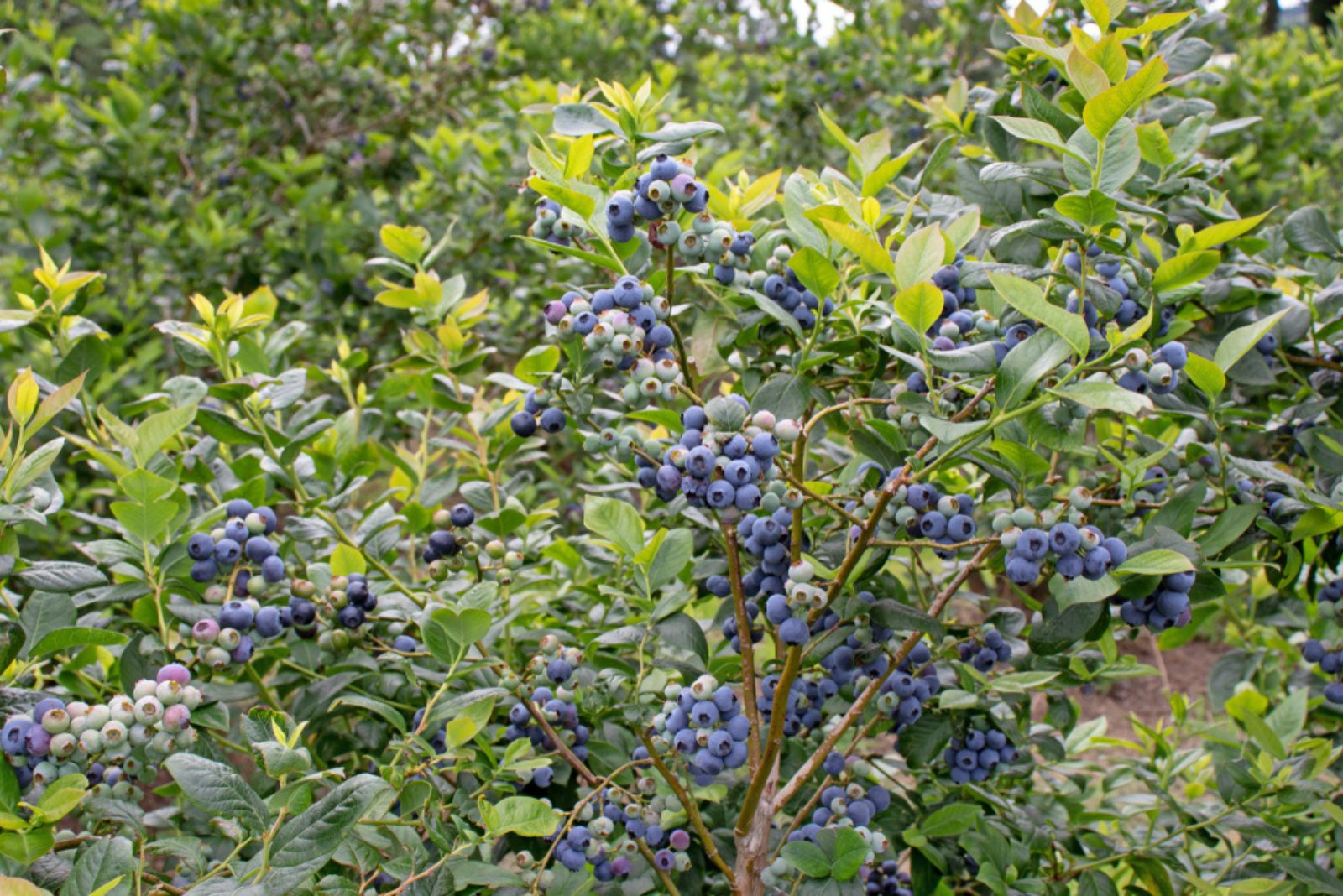 Ripe blueberry fruits on the plantation