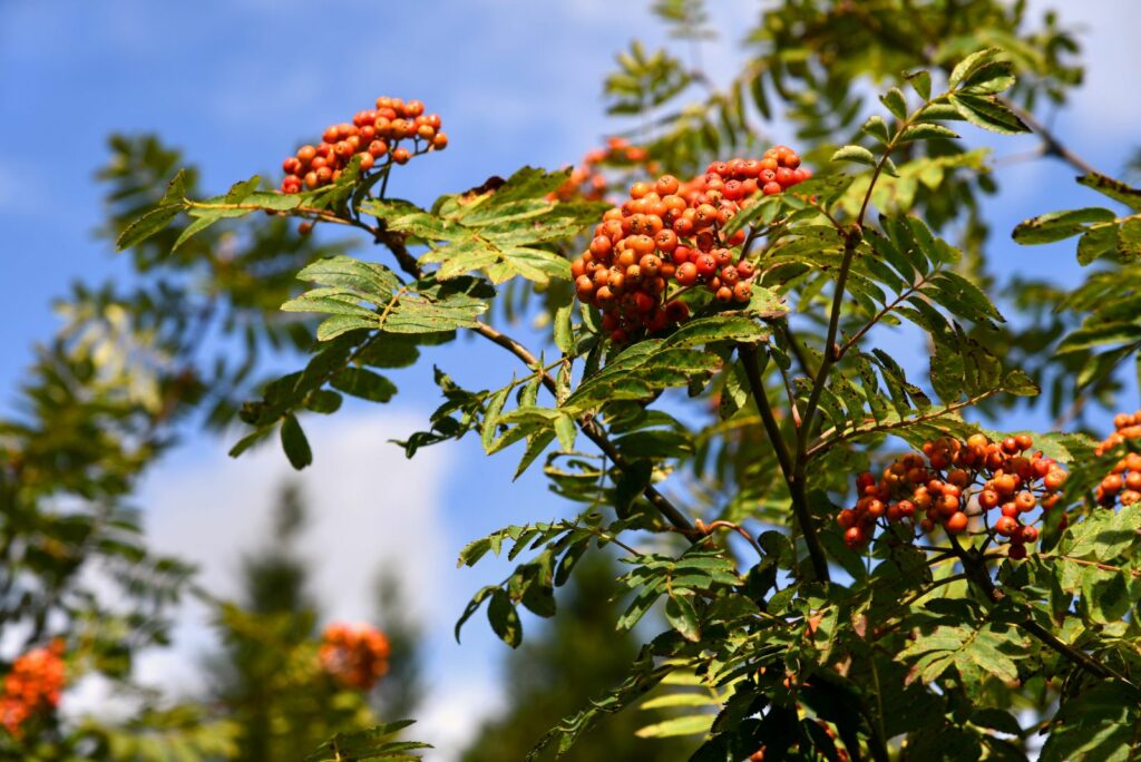 Rowan tree with ripe red fruits