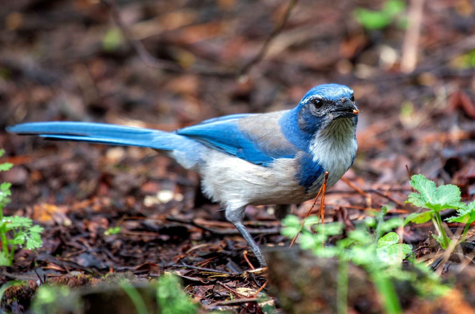 Scrub Jay