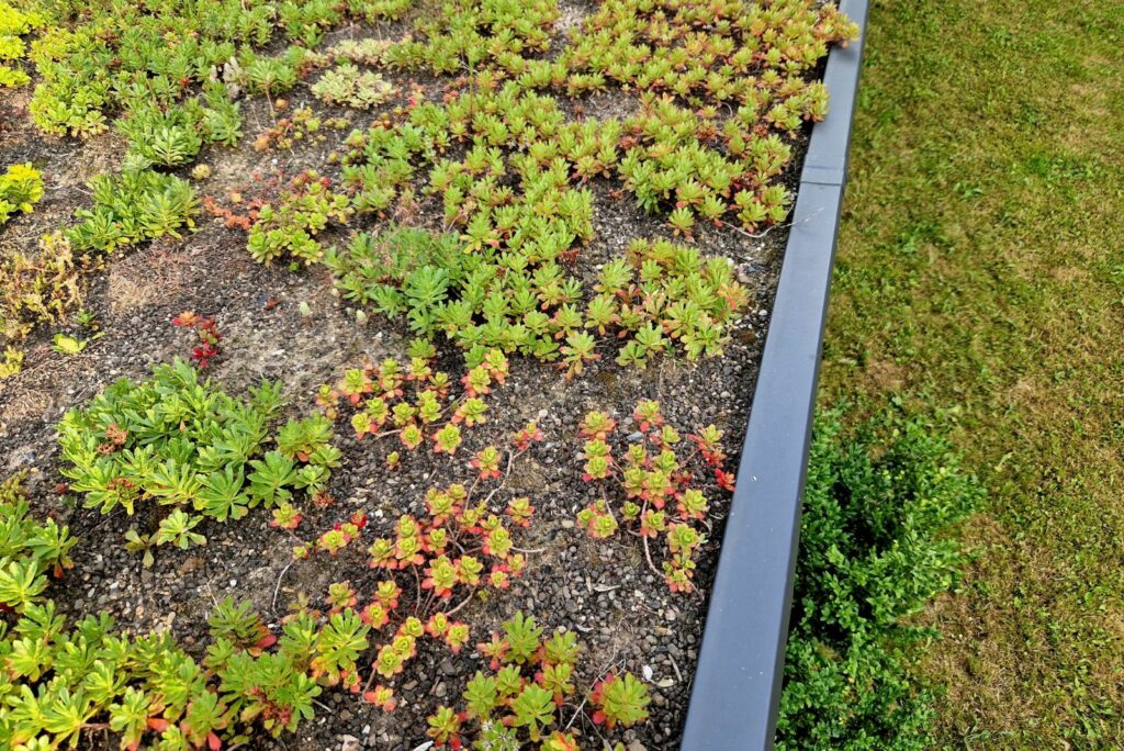 Sedum grows in the ground