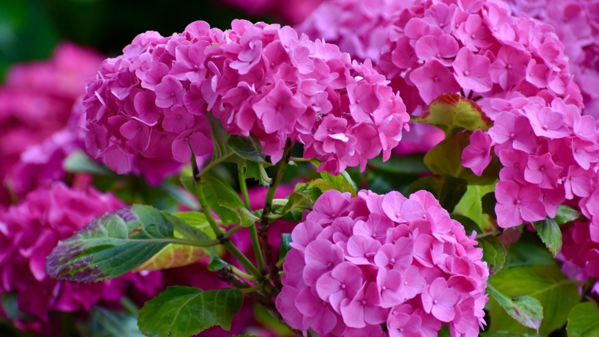 pink hydrangeas