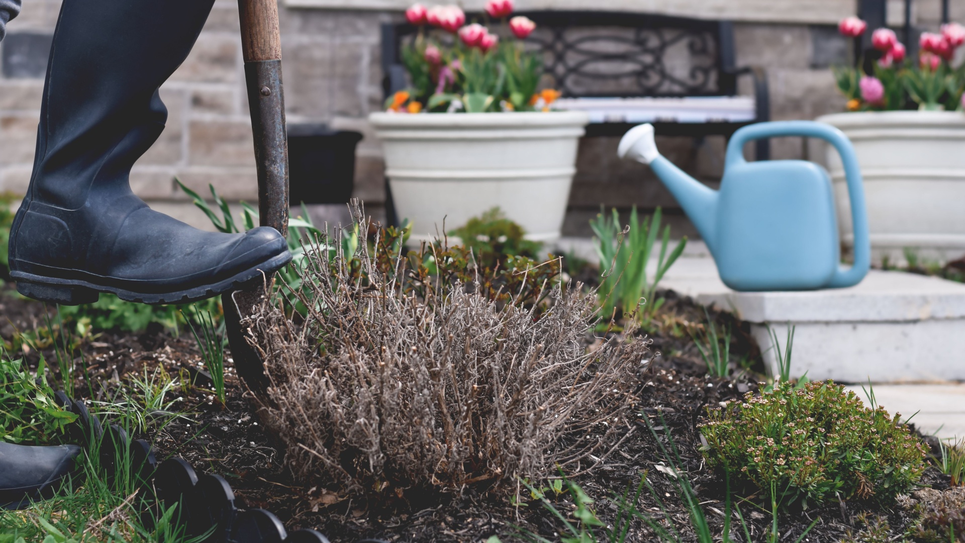 Should You Remove Dead Plants From Your Garden, Or Is Leaving The Leaves A Smart Move?