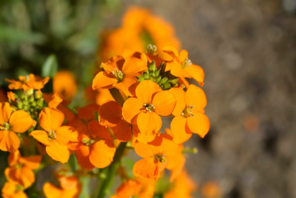 Siberian Wallflower orange flowers