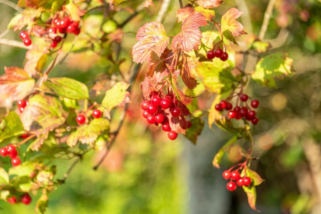 Soft focus on red viburnum berries on a branch in the garden