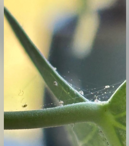 Spider Mites