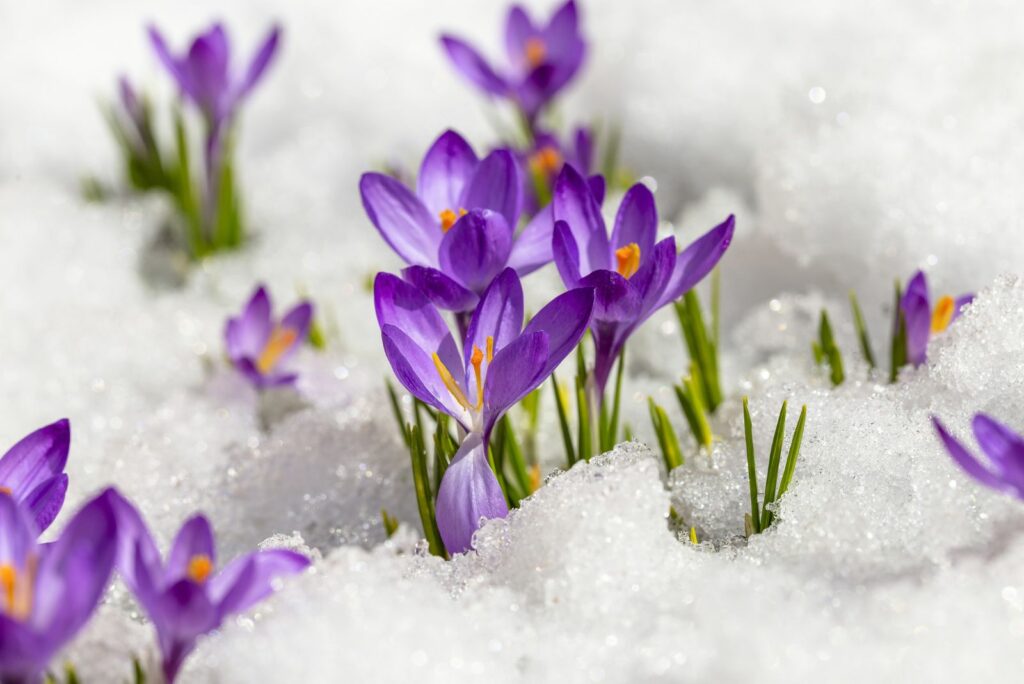 Spring crocus in the snow, lit by the sun