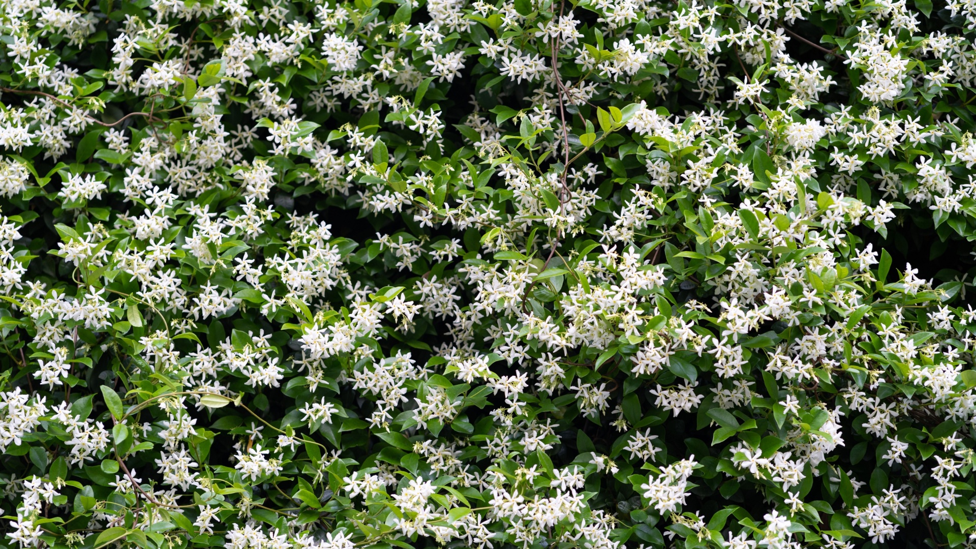 Take Good Care Of Your Winter Jasmine To Be Rewarded With Its Charming Yellow Flowers Year After Year