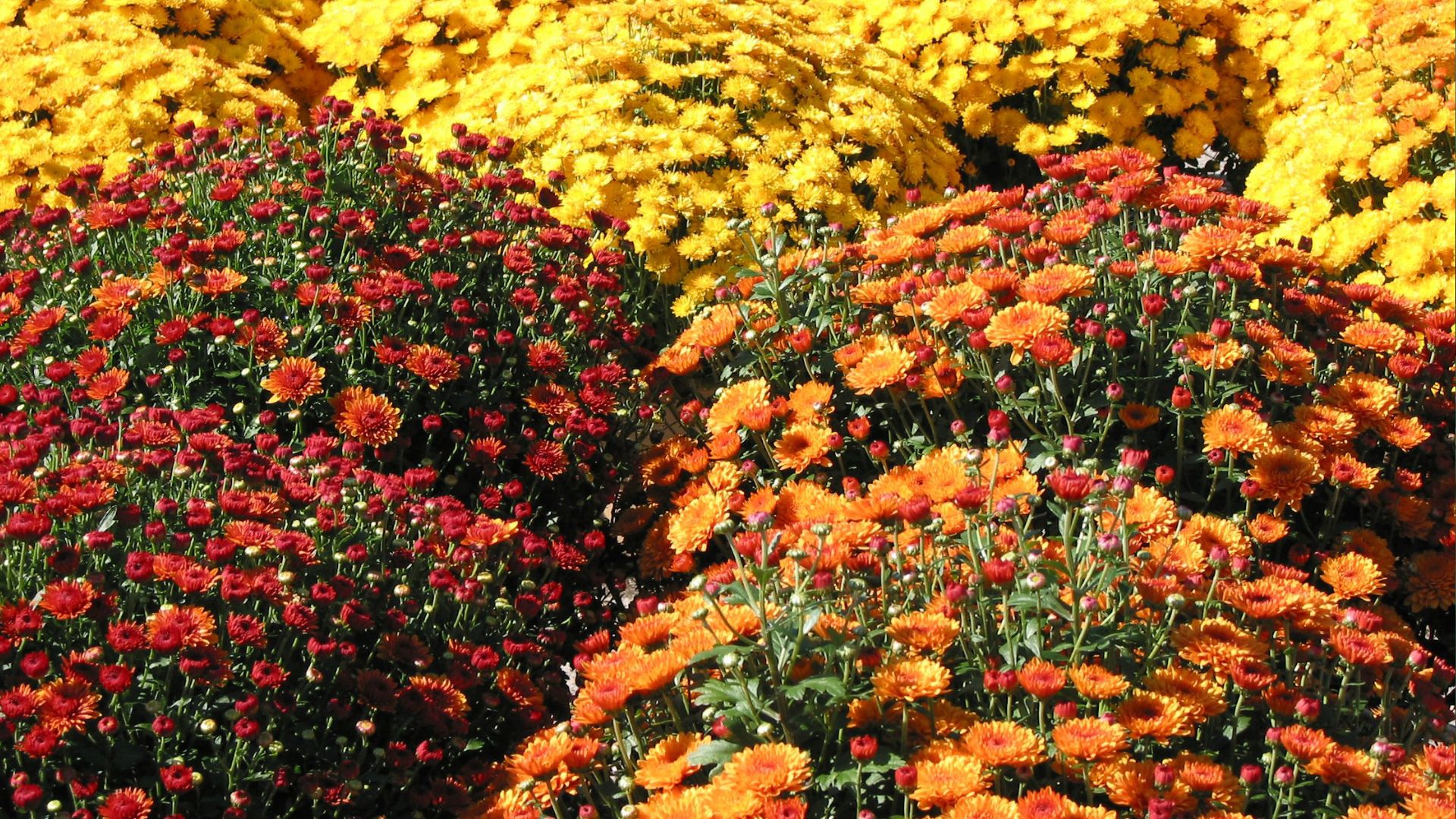 The 4 Fall Plants Everyone Loves But Shouldn’t Be Planting