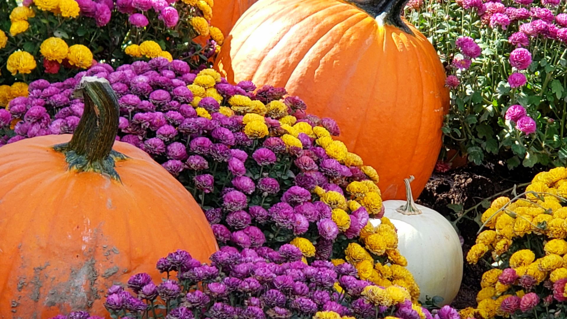 The Perfect Fall Flower Variety That Will Have Hummingbirds And Butterflies Dancing In Your Yard