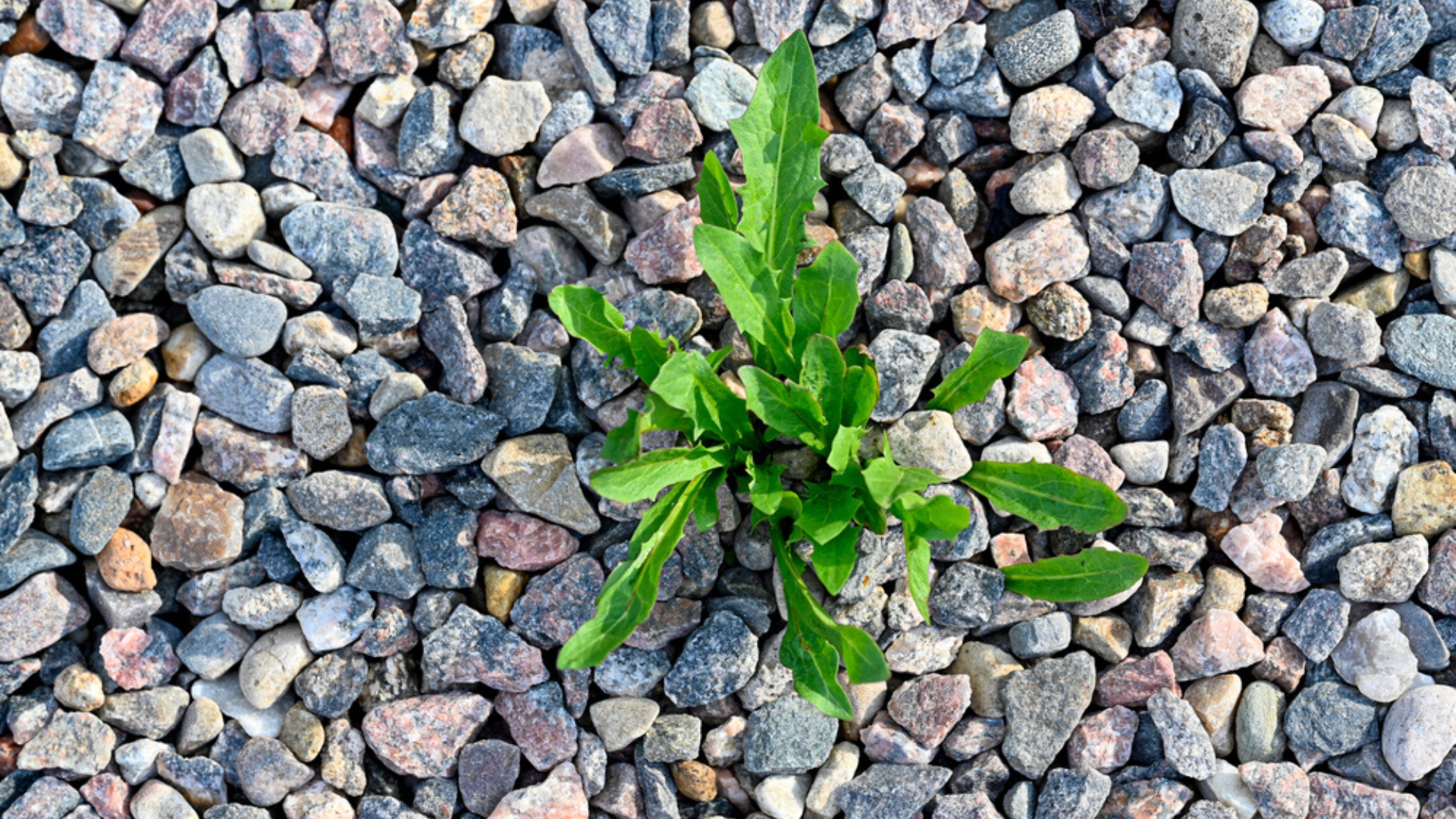 weed in gravel