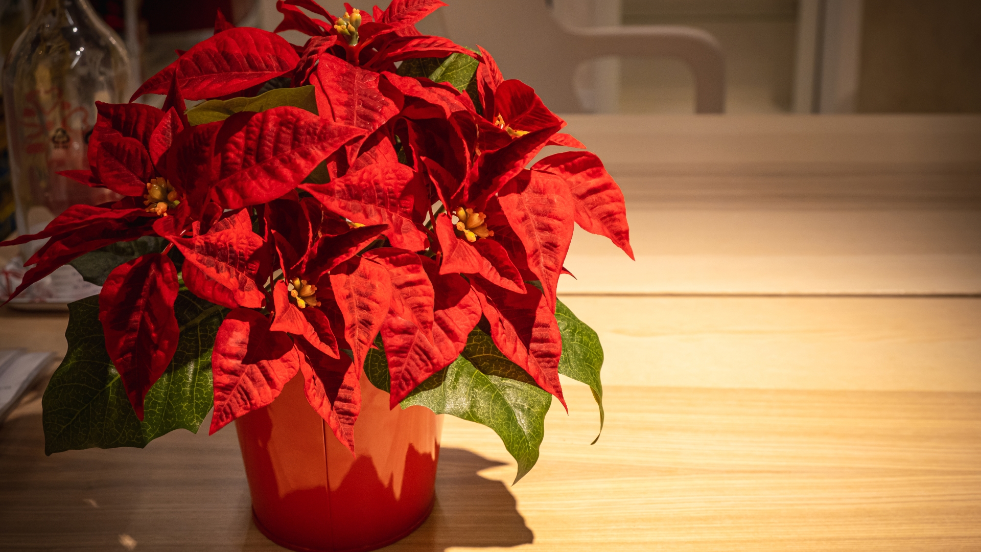 red poinsettia