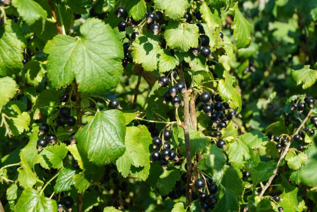 The black currant is ripe on the branches in the garden