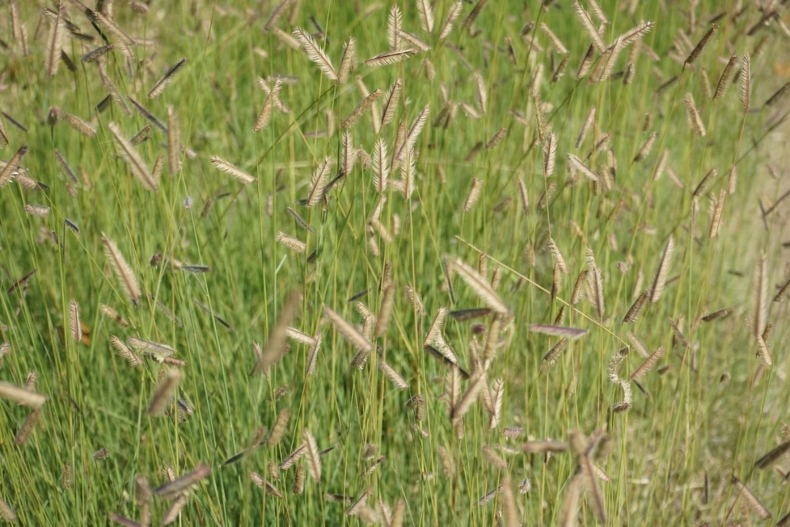 The grass Bouteloua gracilis