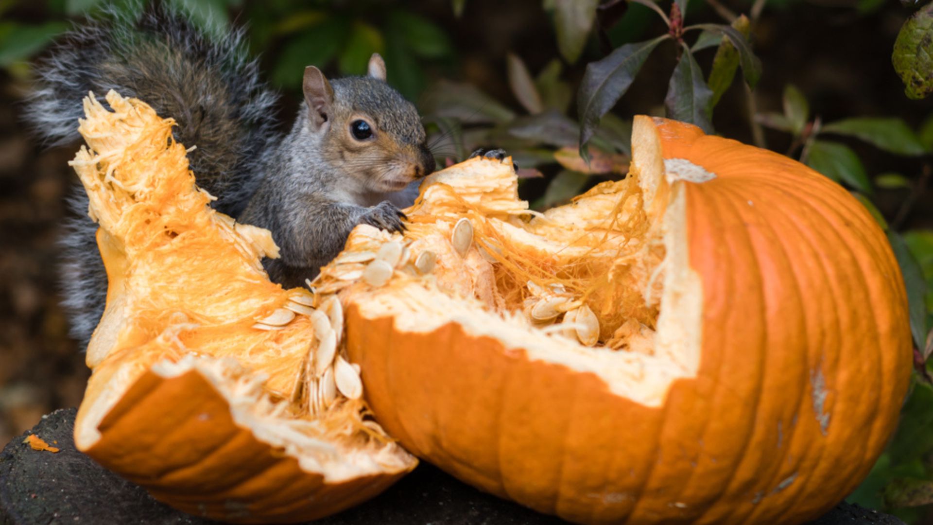 These 5 Safety-Proven Tricks Will Keep Squirrels From Eating Your Pumpkins This Fall