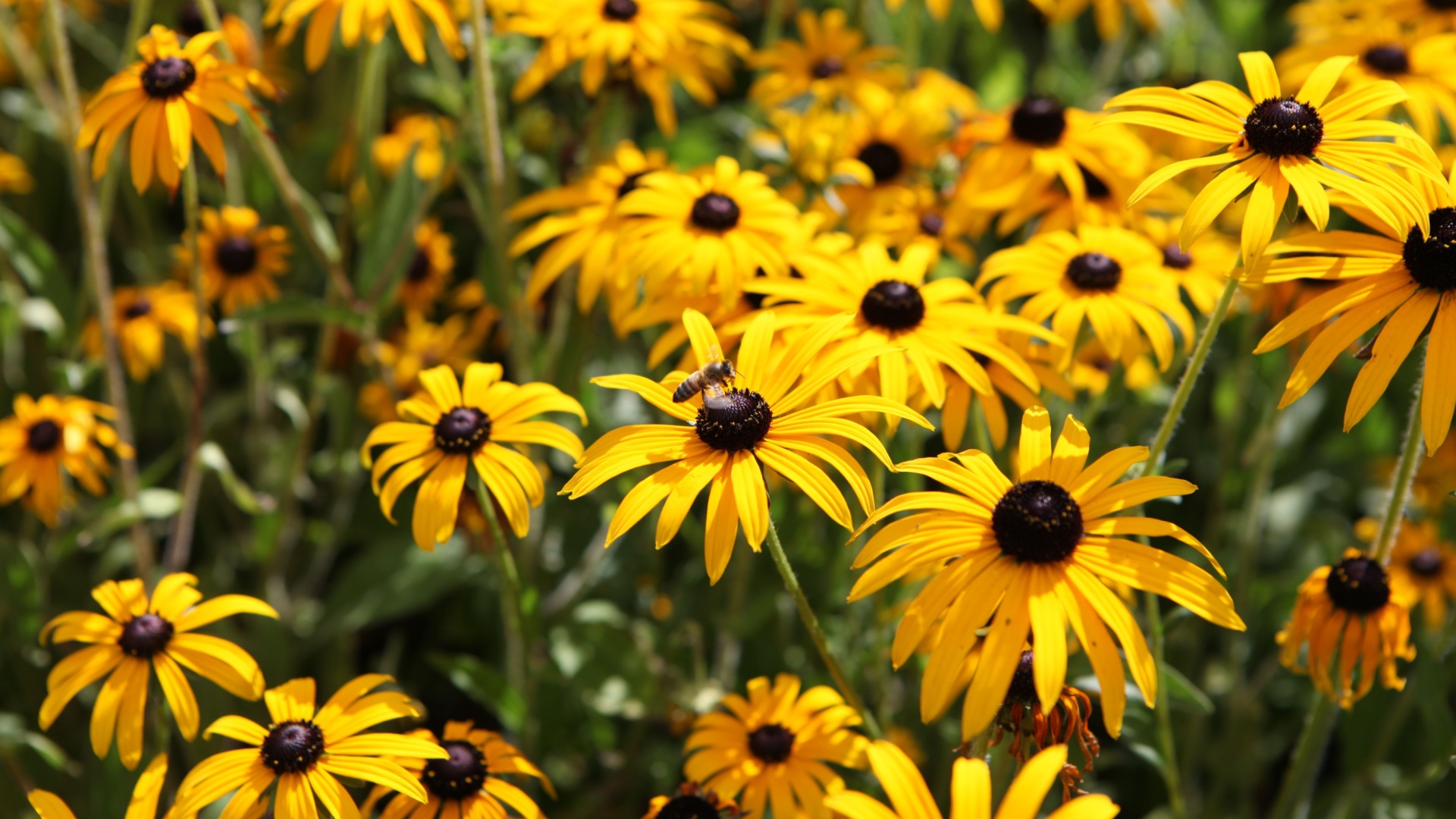 black eyed Susan