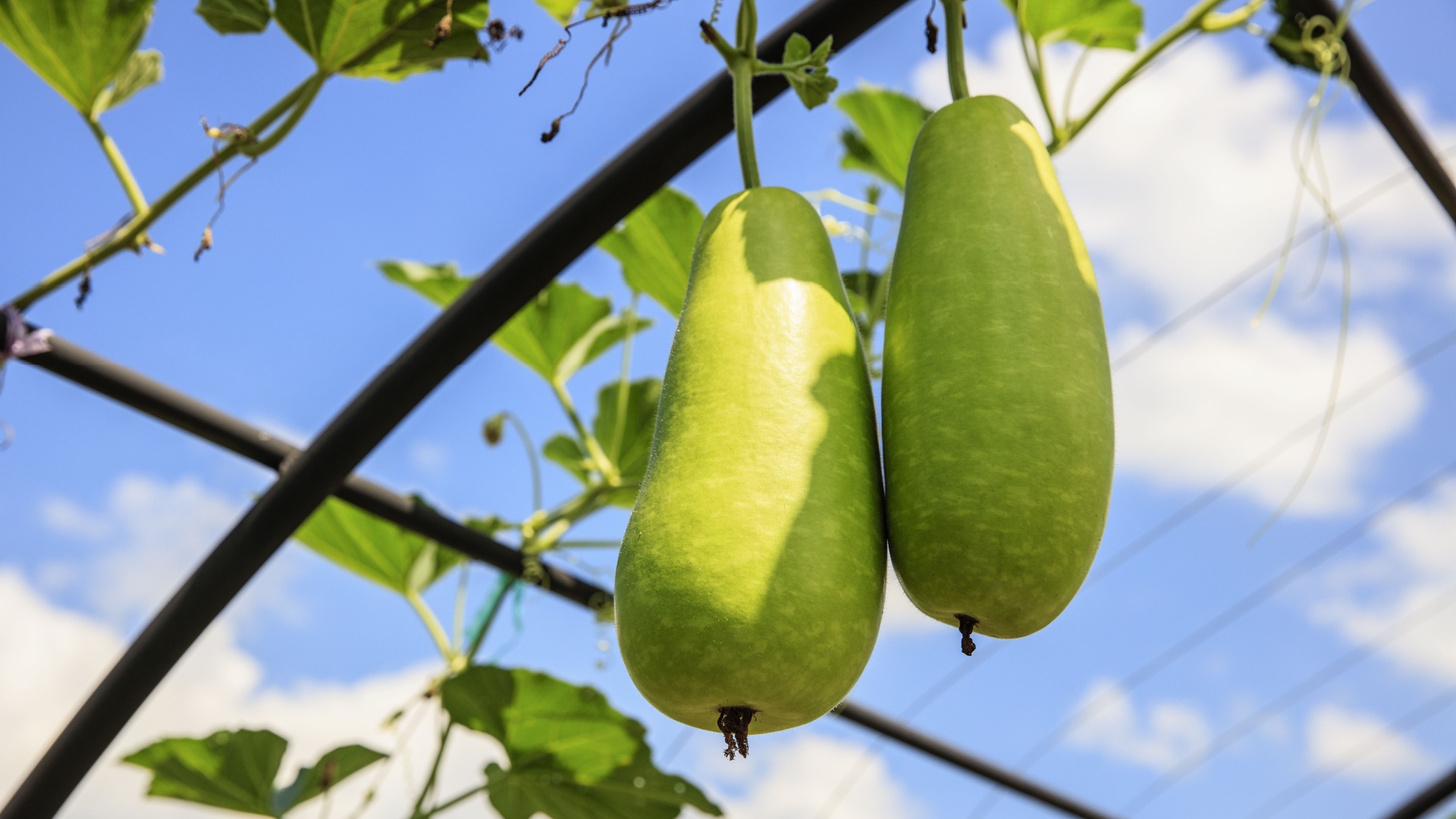 two winter melons