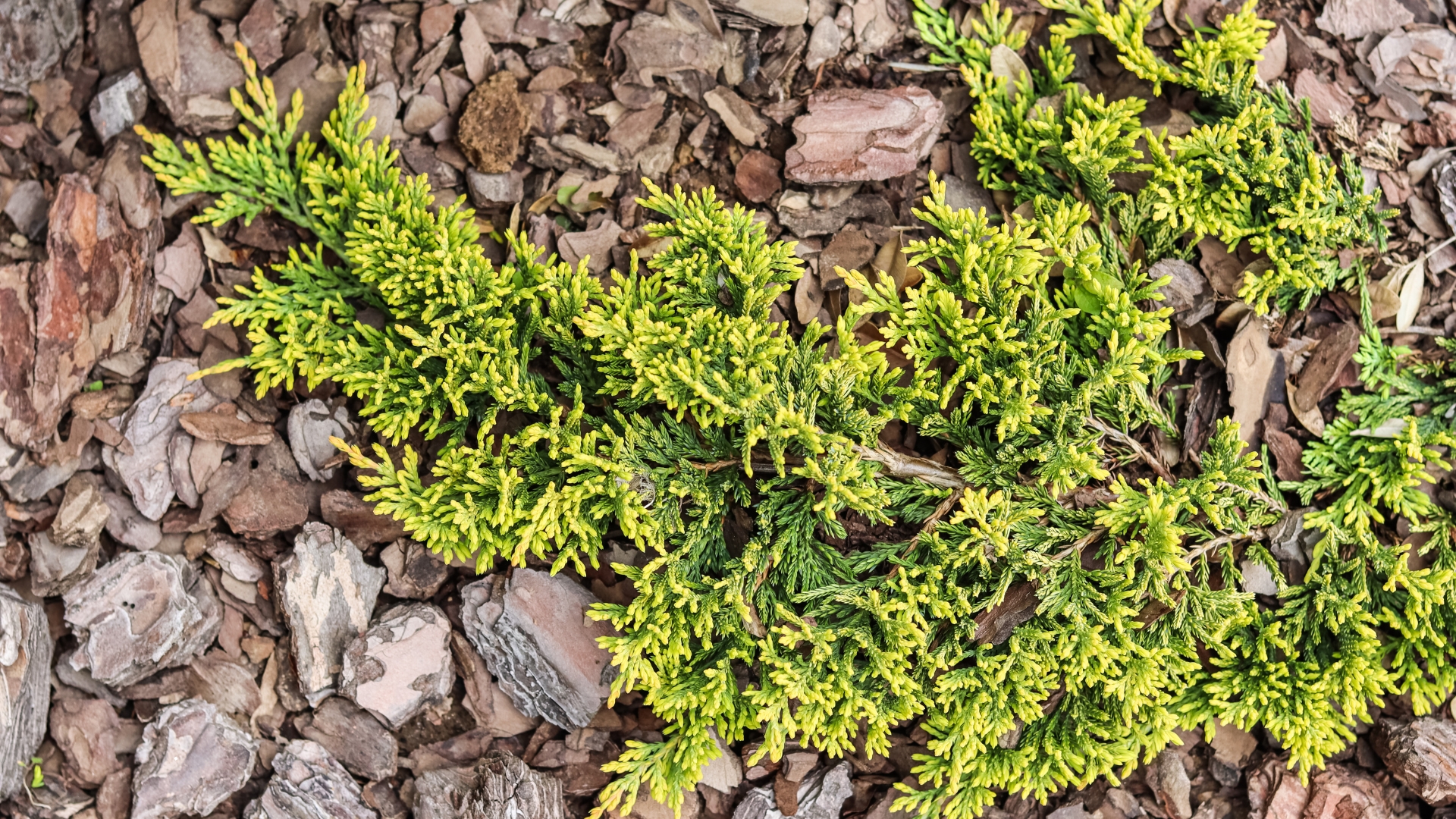 This Is A Ground Cover You Should Plant If You Need To Protect Your Sloped Backyard From Soil Erosion