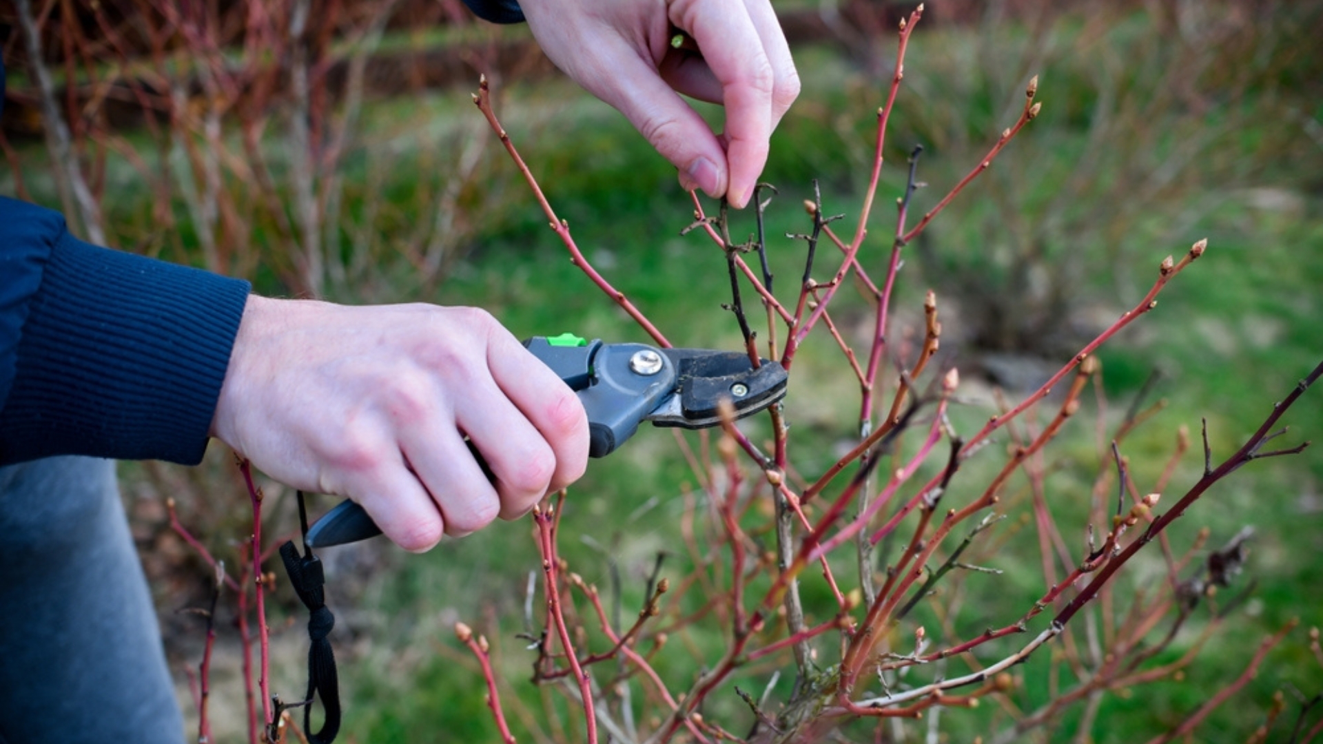 pruning blueberry bushes