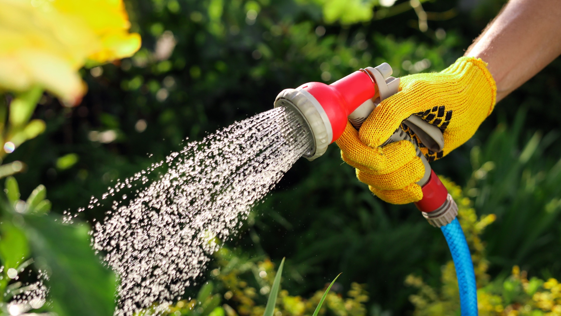 watering plants