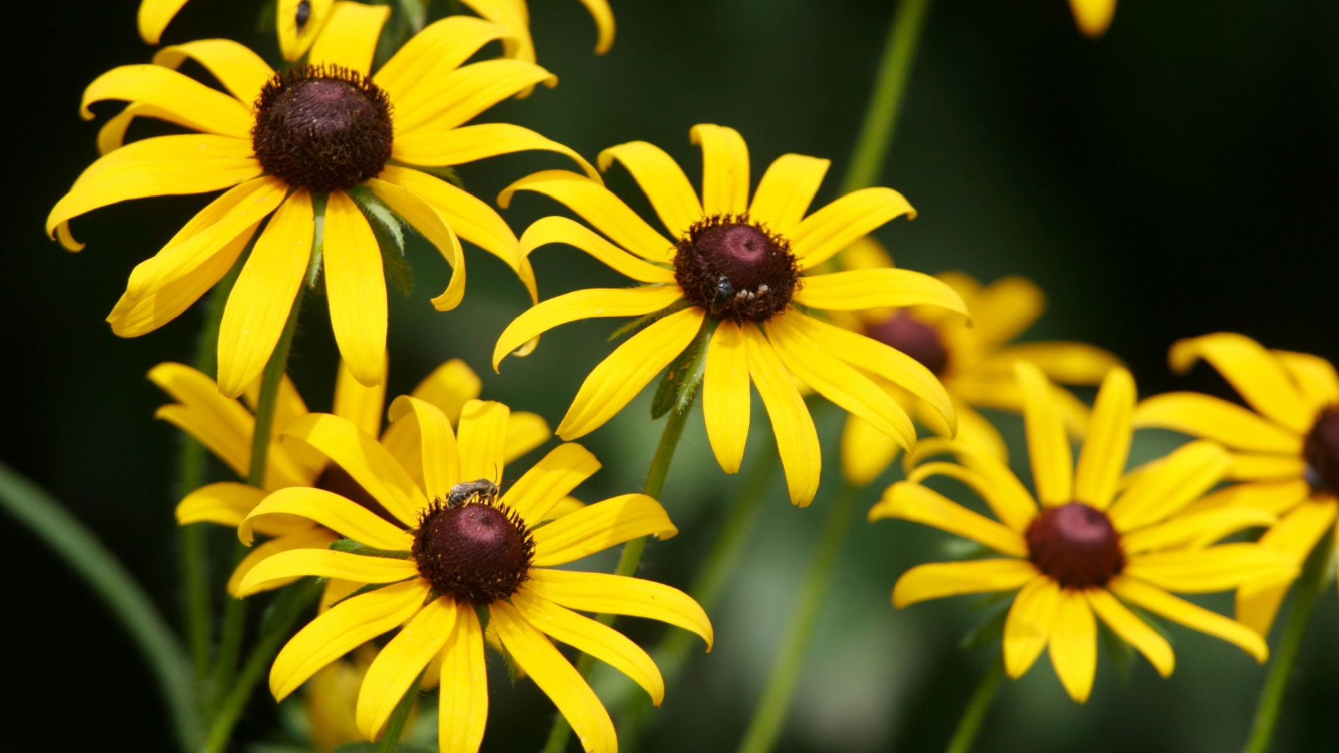 This Is The Best Way To Harvest Seeds From Your Black-Eyed Susan To Enjoy Stunning Blooms Year After Year