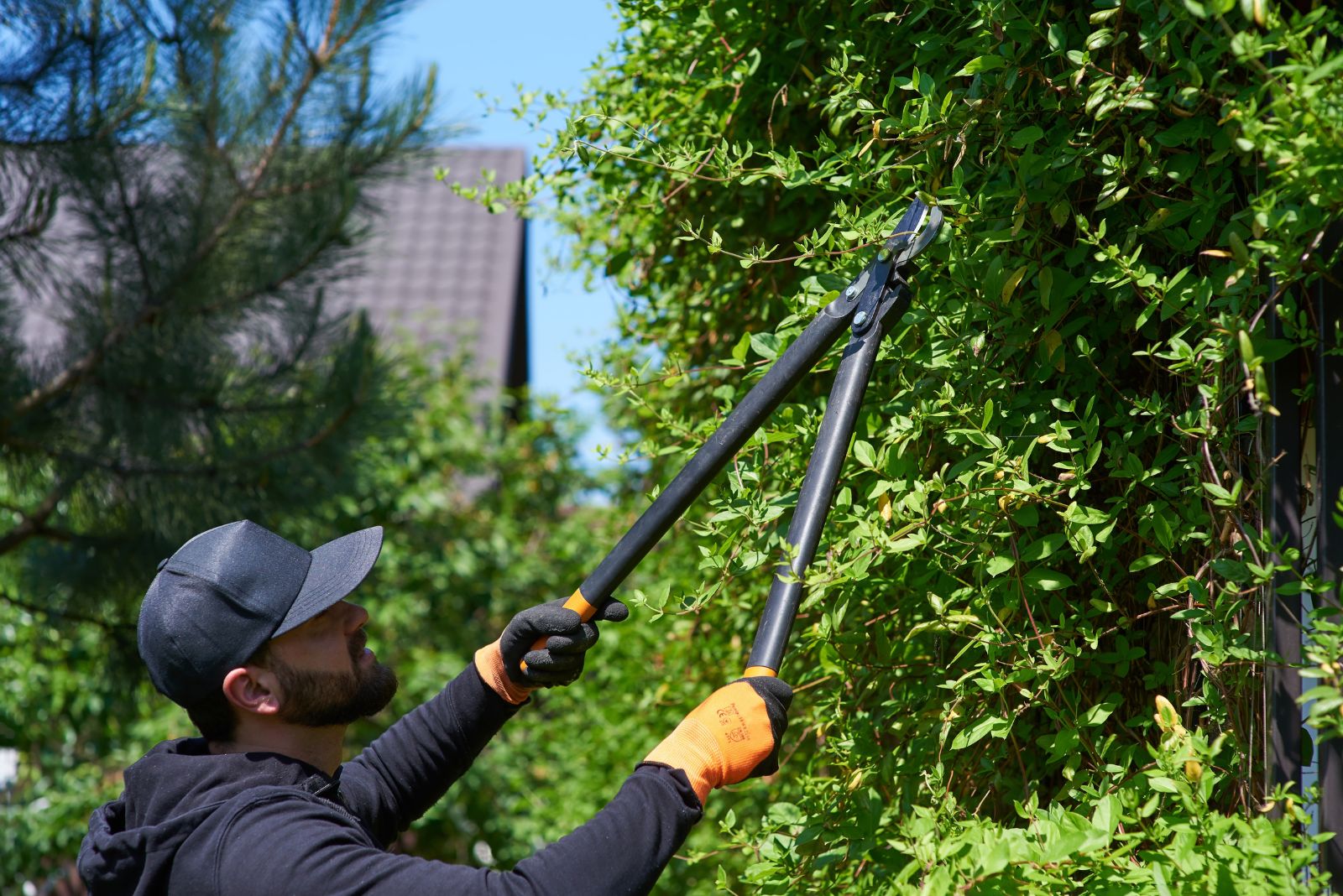 This Is The Only Right Way To Prune Your Shrubs For Incredible Growth Next Season