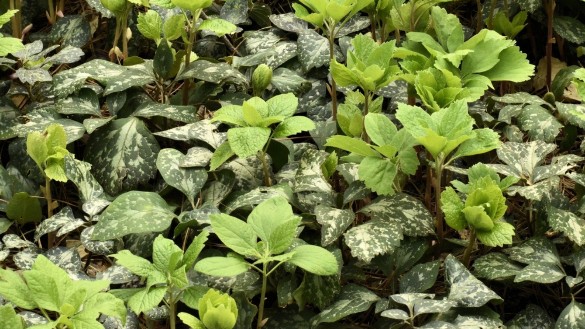 This Native Spurge Will Be Your Top Pick for Groundcover Once You Learn Its Benefits