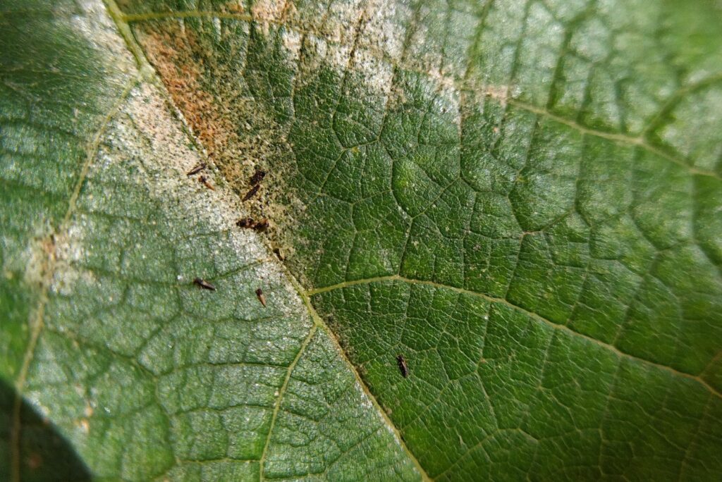 Thrips damage symptom in grape leaf