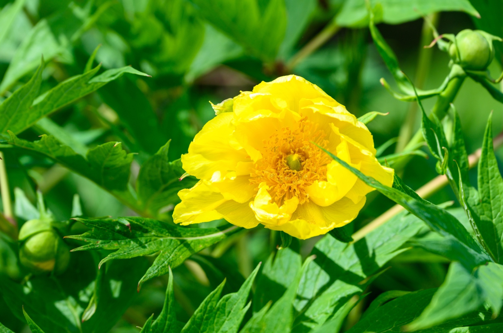 Tibetan Peony