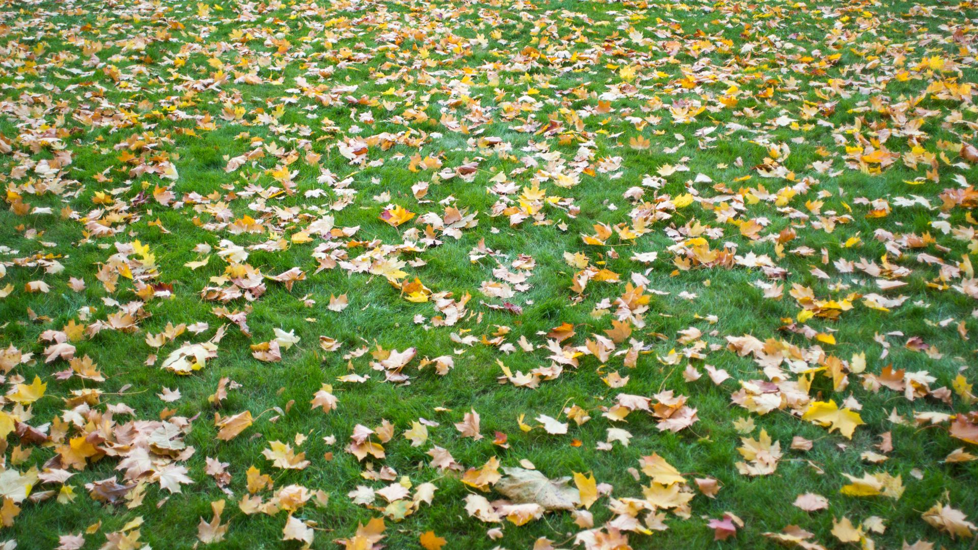 leaves in garden