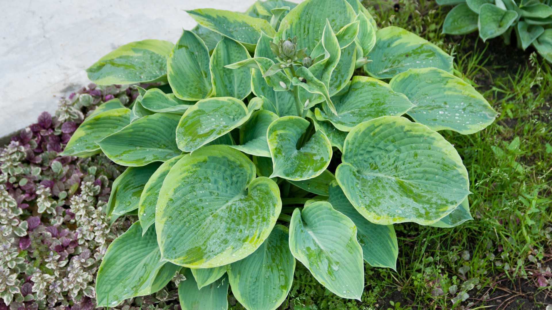 Transplanting Hostas In Fall Is Your Golden Ticket To Lush Growth Next Season