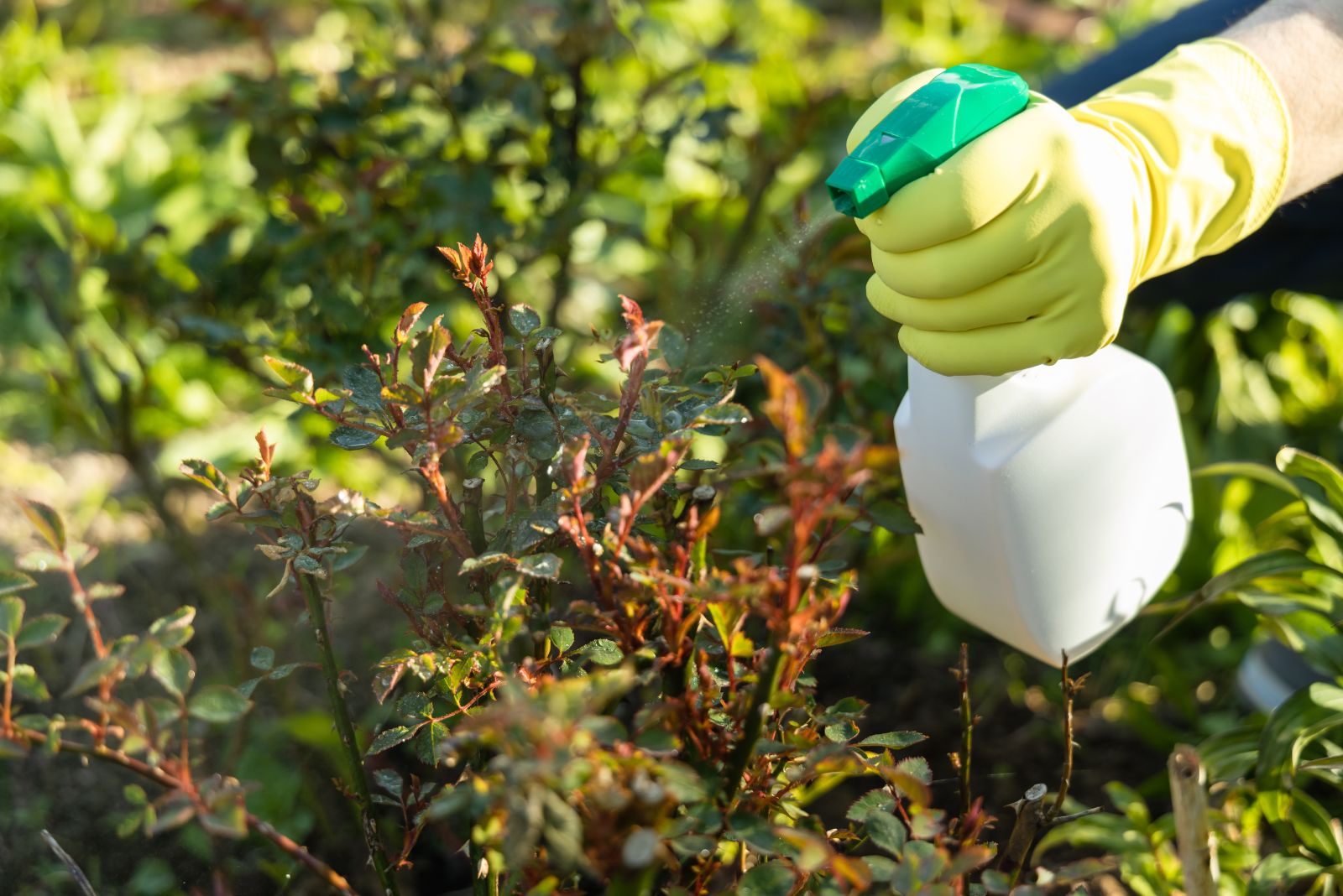 Unintentionally Harming Your Garden Plants With Herbicides