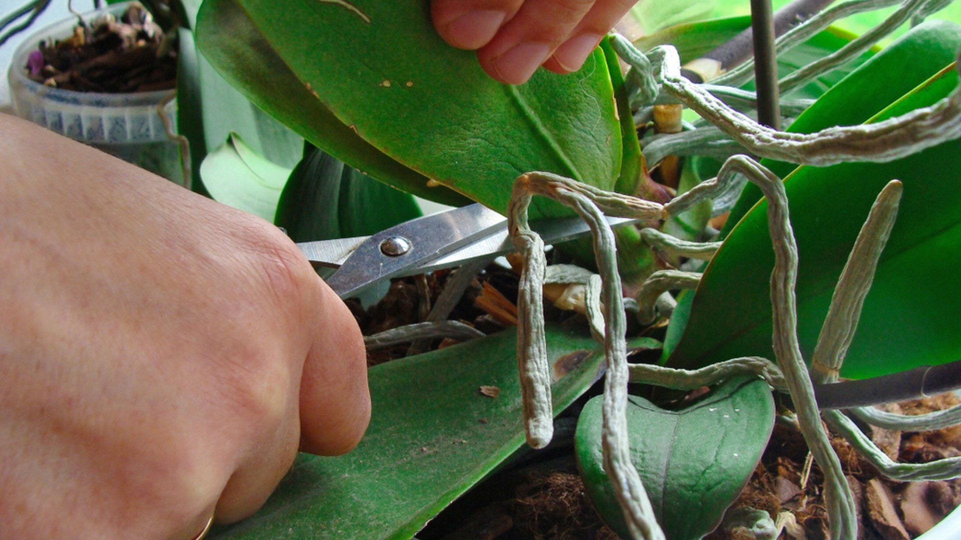 Use These 4 Tips To Prune Your Orchids And Enjoy More Stunning Blossoms