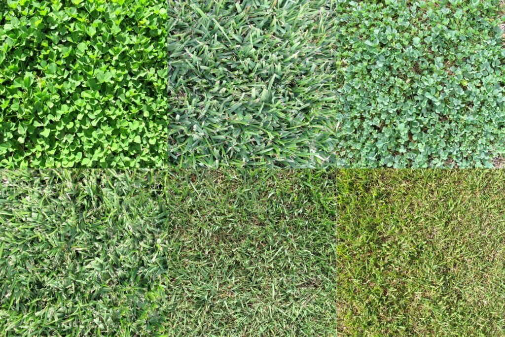 Various Grass Types