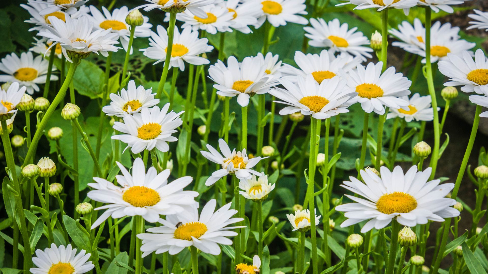 Wait For The Perfect Moment To Divide Your Shasta Daisies And Get Even More Blooms Next Spring