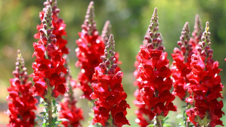 photo of snapdragon
