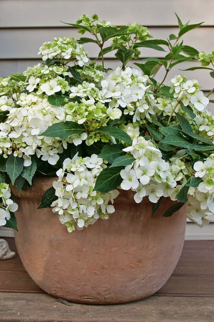 White Hydrangea in a pot