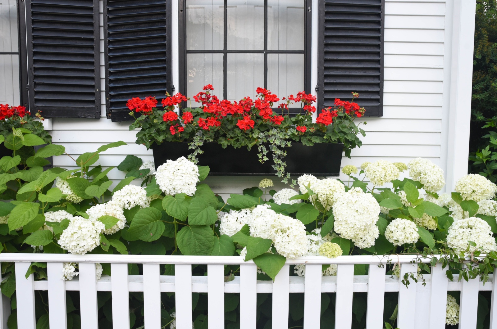 White Hydrangea