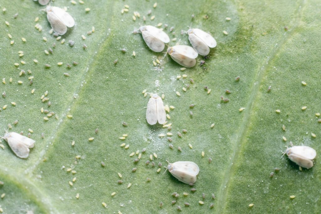 Whitefly Aleyrodes proletella agricultural pest on cabbage leaf