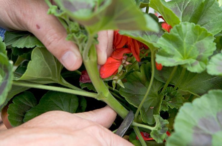 Woman cutting geranium