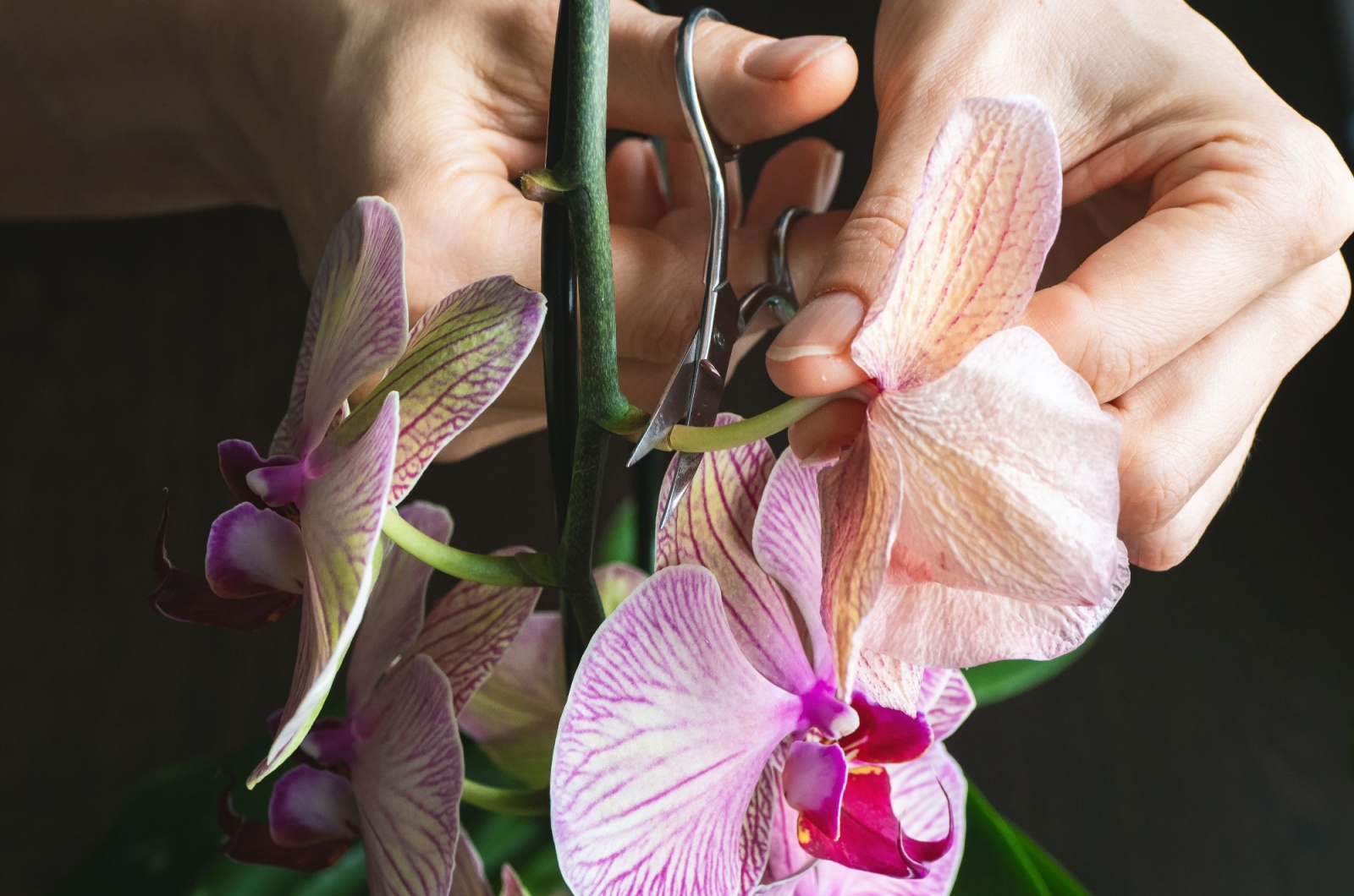 Woman cutting orchid